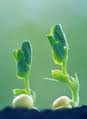 20100909051928-brotes-soja.jpg